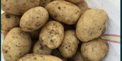 Ziemniaki wysokiej jakości, duże ilości, więcej szczegółów na 0727515286