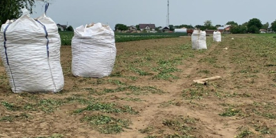 Ziemniaki sprzedawane na BigBagach. Możemy zaoferować około 10-20 ton