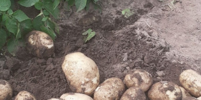 Bezpośrednie dostawy ziemniaków z Grecji! Sezon się zaczyna. WARUNKI