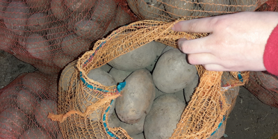 Witam ☺ Sprzedam ziemniaki workowane po 15kg, odmiana Tajfun.