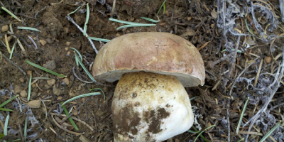 Sprzedajemy borowiki, kurki i pieczarki zarówno w formie świeżej,