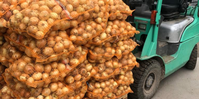 Sprzedajemy młodą cebulę - import z Uzbekistanu. Kaliber 5+.