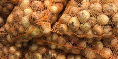 Sprzedajemy młodą cebulę - import z Uzbekistanu. Kaliber 5+.