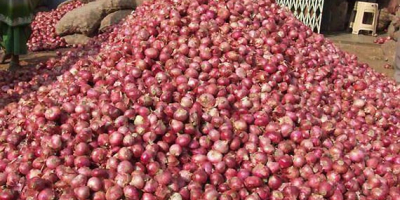 we have fresh harvest of red and yellow onion,