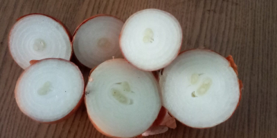 Sprzedam cebulę świeżą, bezpośrednio od producenta z Ukrainy. Ilości