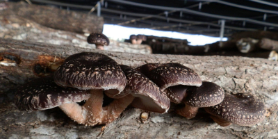 Produkujemy wyłącznie produkty ekologiczne. - Grzyby Shiitake - Grzyby