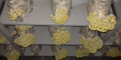 Produkujemy wyłącznie produkty ekologiczne. - Grzyby Shiitake - Grzyby