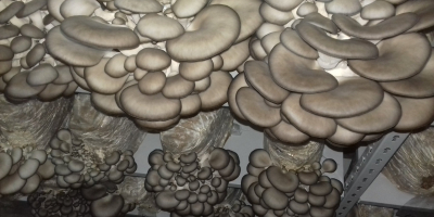 Produkujemy wyłącznie produkty ekologiczne. - Grzyby Shiitake - Grzyby