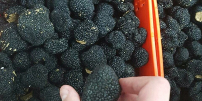 Witam, mamy świeże hiszpańskie letnie trufle na sprzedaż. Ceny