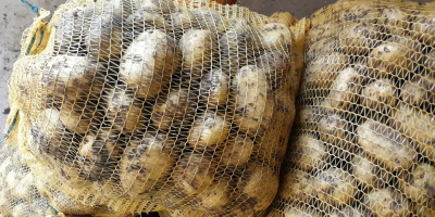 Sprzedam ziemniaki jadalne Denar kaliber 40+