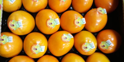 Hiszpański producent sprzedaje persimmons w Polsce, na Ukrainie, w
