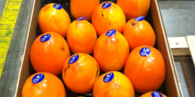 Hiszpański producent sprzedaje persimmons w Polsce, na Ukrainie, w