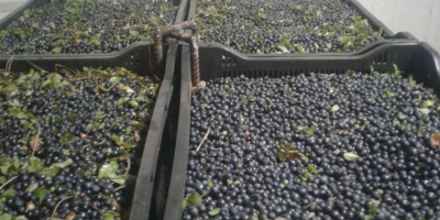 Sprzedam świeże jagody czarne, leśne, nieoczyszczone. Skrzynki 10 kg.