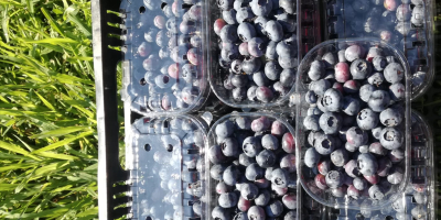 Sprzedam Borówkę Amerykańską Owoce świeżo zebrane. Plantacja 11ha. Zapraszam