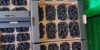1 kg patelni 125 g koszy