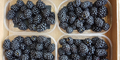 1 kg patelni 125 g koszy