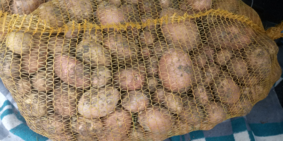 Sprzedam ziemniaki odmiana wineta.irga.bellerosa. ziemniaki świeże kopana pod zamowienie.