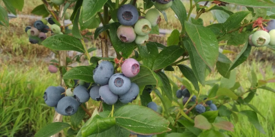 Witam sprzedam borówkę amerykańską pochodząca z własne plantacji.