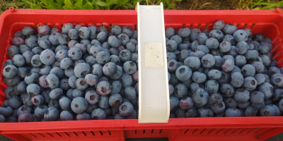 Witam sprzedam borówkę amerykańską pochodząca z własne plantacji.