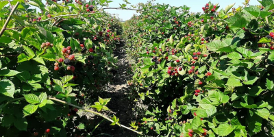 Hodowla jeżyn bezpośrednio od producenta