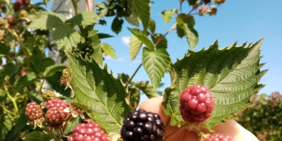 Witam, jestem producentem jeżyn na powierzchni 30 terenów. Aby