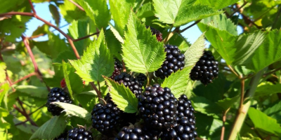 Sprzedam Blackberry Thornfree. Plantacja odbywa się w trzecim roku,