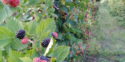 Sprzedaję maliny, 15 lei / kg i jeżyny po