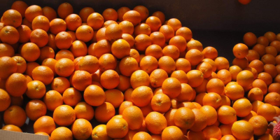 Oferujemy na eksport cytrusy takie jak pomarańcze, klementynki, grejpfruty,