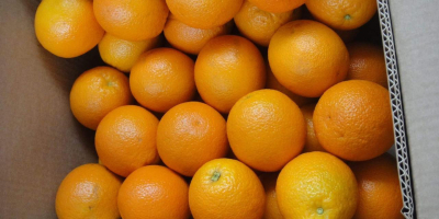 Oferujemy na eksport cytrusy takie jak pomarańcze, klementynki, grejpfruty,