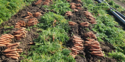 Pret: negociabil in functie de cantitatea dorita. Producent lokalny