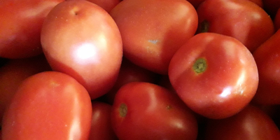 Sprzedam pomidory polne typu LIMA, duze, smaczne, najlepsze na