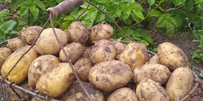 Sprzedam ziemniaki odmiana Denar, bardzo smaczne. 10zl/15kg.