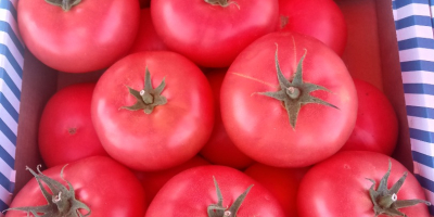 Witam do sprzedania pomidor malinowy 1 kategoria BBB. BB.