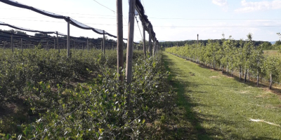 Witam, uprawiamy ekologiczną aronię zbieraną ręcznie. Cena zależy od