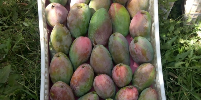 Sprzedam mango zbierane ręcznie na zamówienie,bardzo smaczne,kraj pochodzenia Egipt,kontener