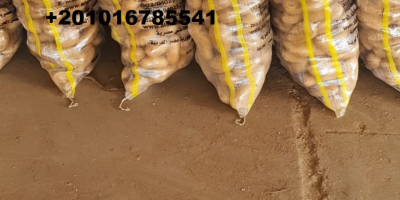 Alshams company for general import & export #fresh_potatoes with