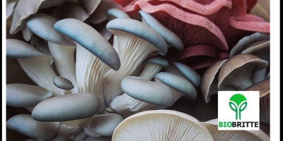Boczniaki, potoczna nazwa gatunku Pleurotus ostreatus, to jeden z