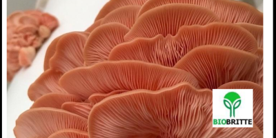Boczniaki, potoczna nazwa gatunku Pleurotus ostreatus, to jeden z