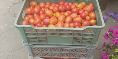 Pomidor gruntowy codziennie zrywany ok 200 kg dziennie