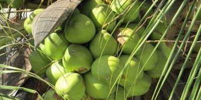 We can supply fresh coconut and other coconut products.