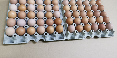 Witam Mam na sprzedaż jajka od młodych kurek wolnowybiegowych