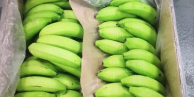 Sprzedam banany zielone, ekwadrorskie w klasie PREMIUM. Ilości całosamochodowe.