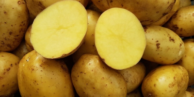 Ziemniaki żółte Sagitta Lord ROK PO CENTRALI jadalne smaczne