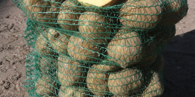 Ziemniaki Vineta od rolnika bez nawozów i chorób Możliwość