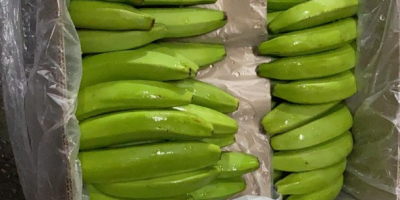 CAVENDISH VALERY-BANANA, 80 000 kg, Wiedeń