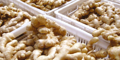 Nazwa produktu Fresh Ginger Style Fresh Color Naturalny żółty