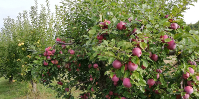 Florina i STARKRIMSON jabłka