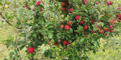 Florina i STARKRIMSON jabłka