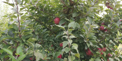 Florina i STARKRIMSON jabłka