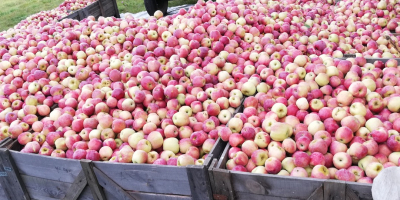 Florina i STARKRIMSON jabłka